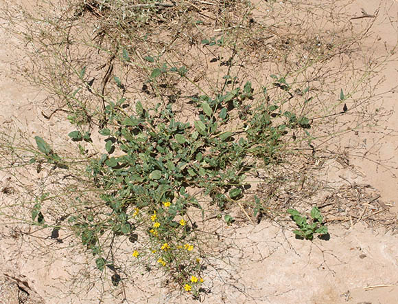  Boerhavia spicata Choisy v.palmeri S.Watson